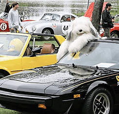 Event roundup: Greenwich readies double-dip concours weekend