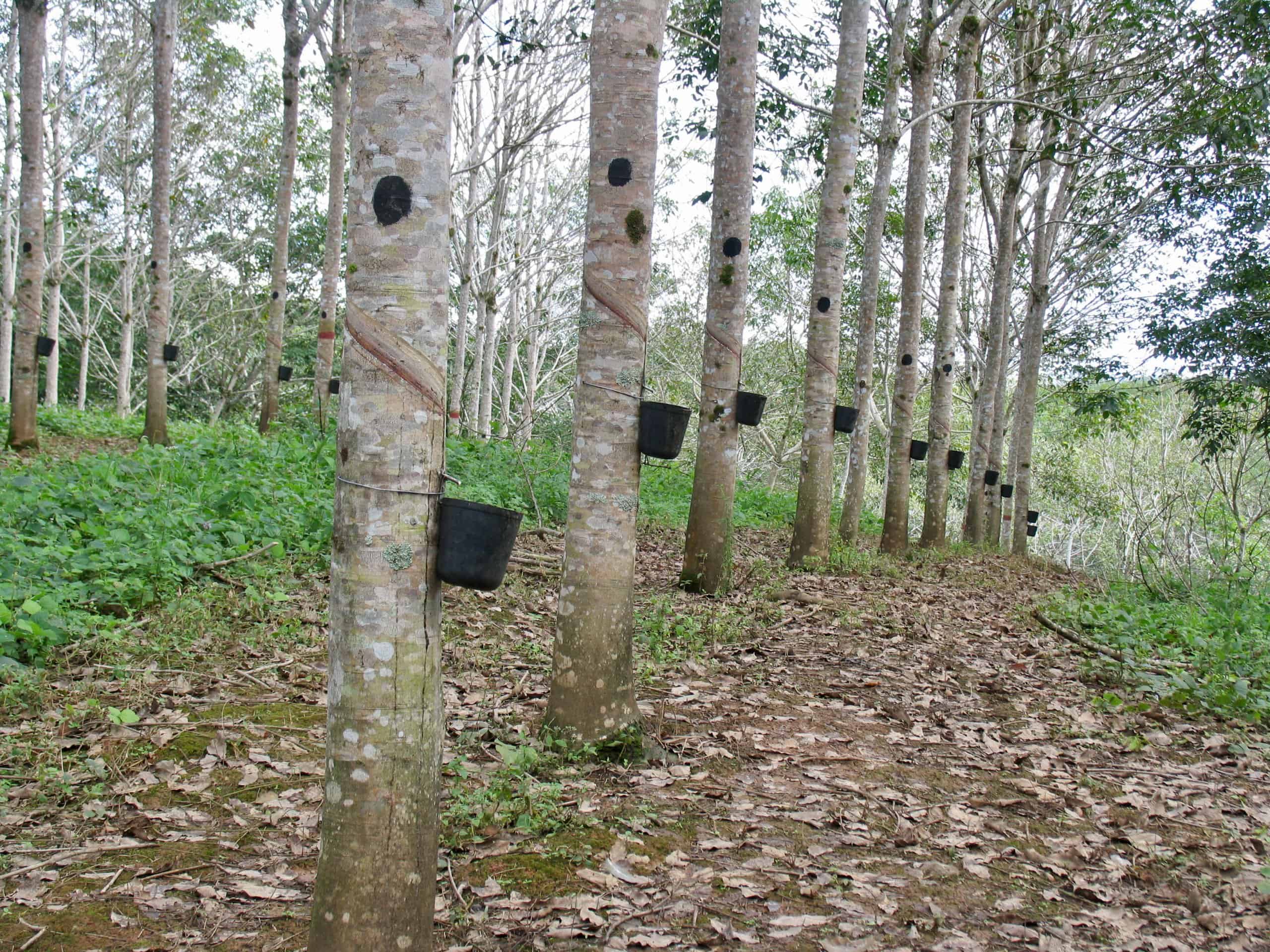 Cultivating Rubber Trees for Natural Latex - Tree Plantation